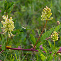 Astragalus
