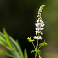Black Cohosh