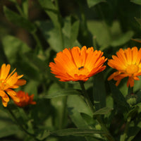 Calendula