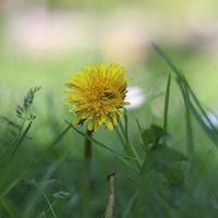Dandelion Leaf
