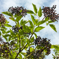 Elderberry