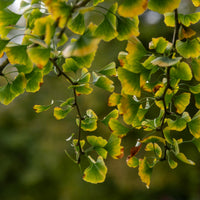 Ginkgo Biloba