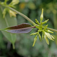 Iramusu (Sarsaparilla)