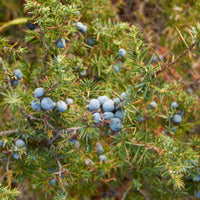 Juniper Berries