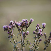 Milk Thistle