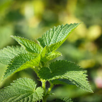 Nettle