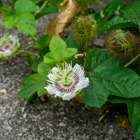 Passionflower