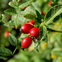 Rosehips