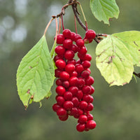 Schisandra
