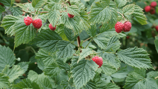 Quick Insights: Red Raspberry Leaf - The Tea & Spice Shoppe
