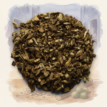 Burdock Root, Organic loose leaf tea, shown over a chalk-and-watercolour illustration