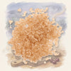 Cherrywood Smoked Sea Salt