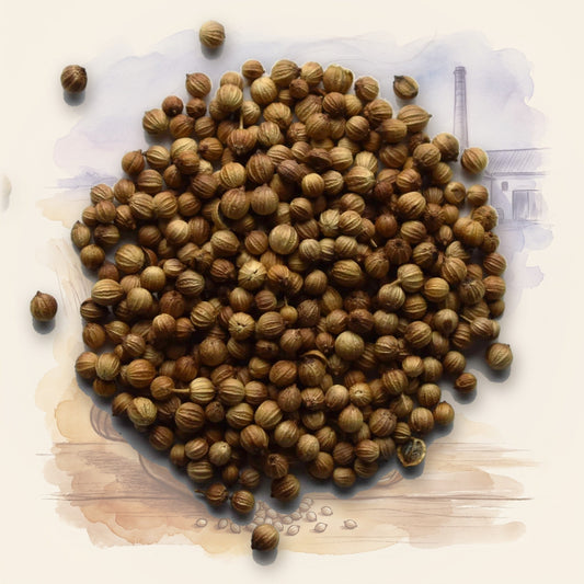 Coriander Seed, Whole spice, shown over a chalk-and-watercolour illustration