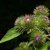 Burdock Root