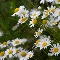 Chamomile