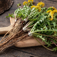 Dandelion Root