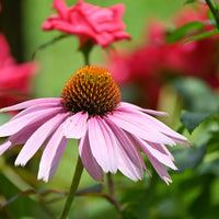 Echinacea