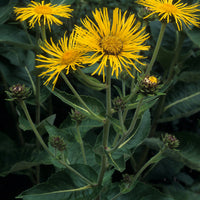 Elecampane