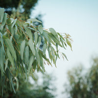 Eucalyptus