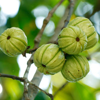 Garcinia Cambogia