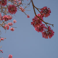 Lapacho (Pau d'Arco)