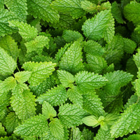 Lemon Balm