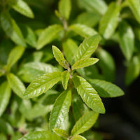 Lemon Verbena