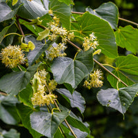 Linden Flowers