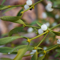 Mistletoe