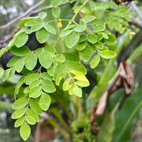 Moringa