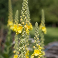 Mullein