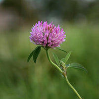 Red Clover